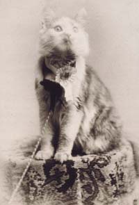 Кошка по кличке Cosey — победительница выставки кошек в Мэдисон-сквер-гарденс в Нью-Йорке в 1895 году