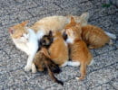Послеродовая эклампсия кошек