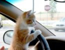 10 советов по перевозке животных в автомобиле