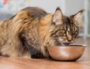 Чем кормить кота после кастрации