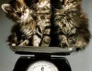 Вес котёнка мейн куна по месяцам