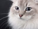 Инфекционный ринотрахеит у кошек. Симптомы и лечение