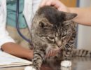 Сравнение клинических признаков при распространенных инфекциях кошек
