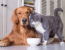 Кошки и собаки: как подружить питомцев?