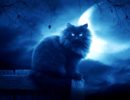 Ночная гиперактивность кошки: найти адекватное решение!