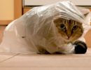 Почему кошка жует или лижет пластиковые пакеты?
