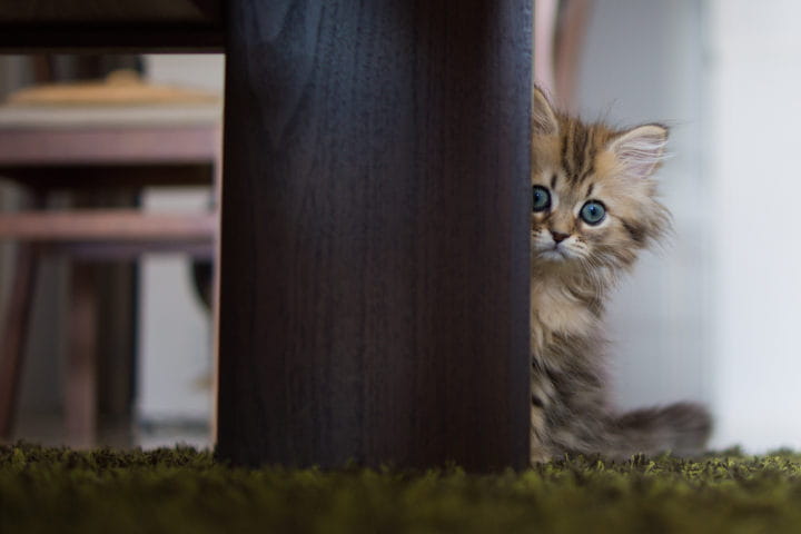 Сколько длиться адаптация кошки в новом доме