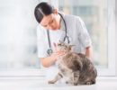 Профилактический осмотр кошки у ветеринарного врача: для чего и как часто он необходим