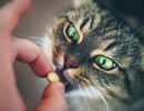 Человеческие препараты и питомцы: какие лекарства опасны и бесполезны для домашних животных?