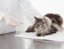 10 советов как сделать коту инъекцию