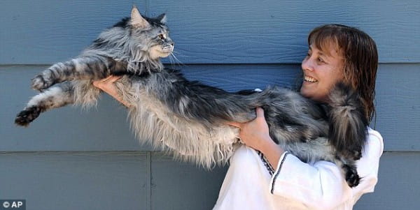 Самый длинный кот Cтюи