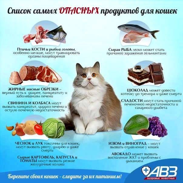 Запрещенные продукты для кошки