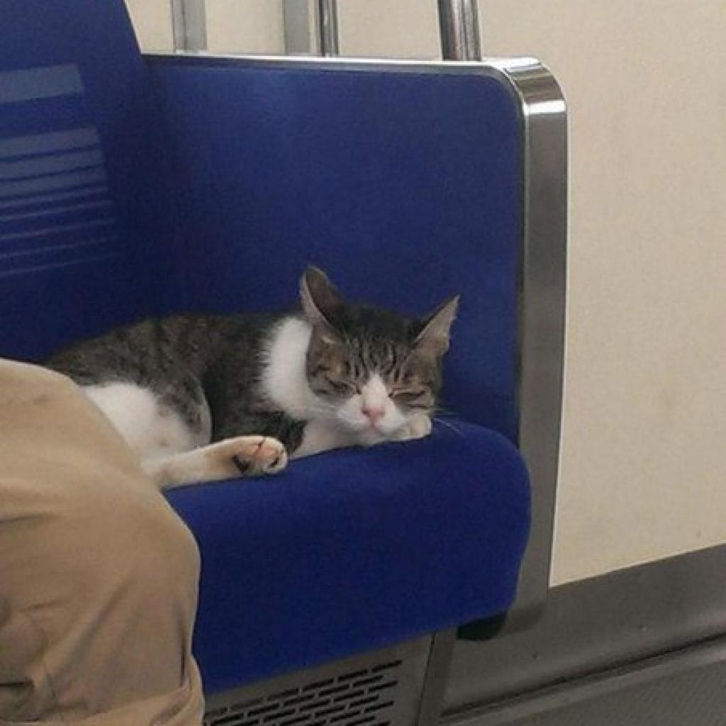 Кот в японском метро