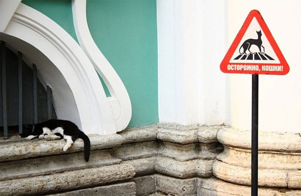 Знак на парковке «Осторожно кошки!»